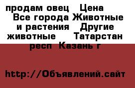  продам овец › Цена ­ 100 - Все города Животные и растения » Другие животные   . Татарстан респ.,Казань г.